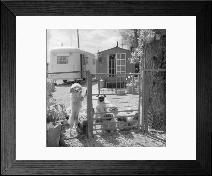 Framed Print : Pampered Pekinese Pets Framed Print : Pampered Pekinese Pets