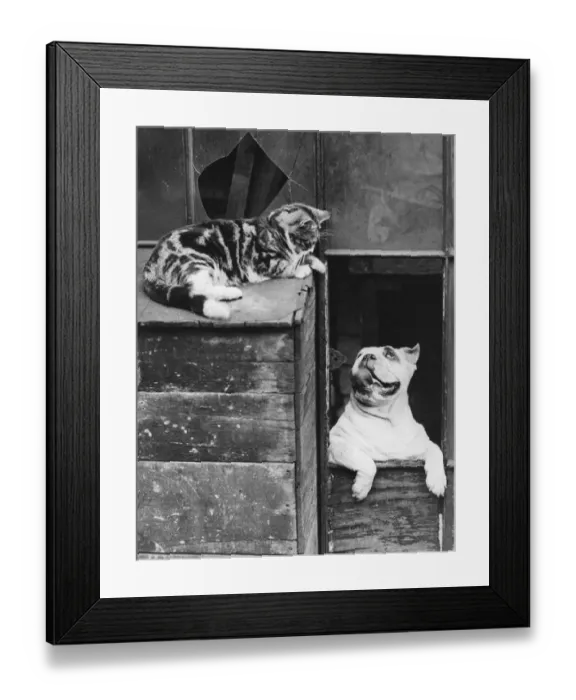 Framed Print : Truce. 20th July 1933: A cat and dog appear to be willing to put up with Framed Print : Truce. 20th July 1933: A cat and dog appear to be willing to put up with