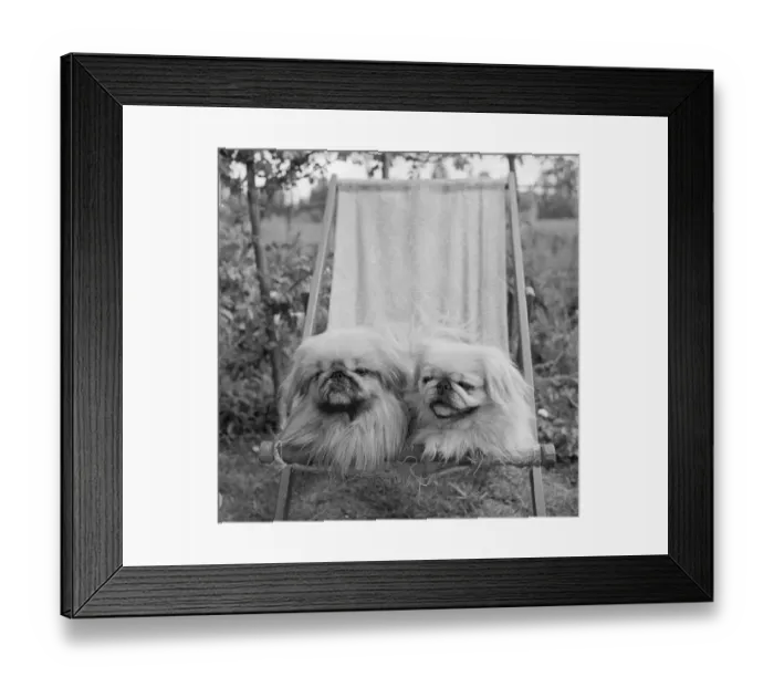 Framed Print : Pekinese Pets Framed Print : Pekinese Pets