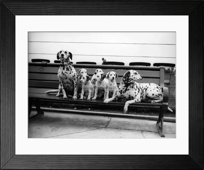 Framed Print : Dalmatian Pups Framed Print : Dalmatian Pups