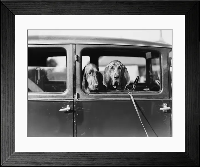 Framed Print : Canine Critics Framed Print : Canine Critics