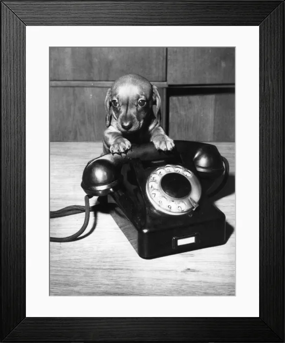 Framed Print : Dog And Bone