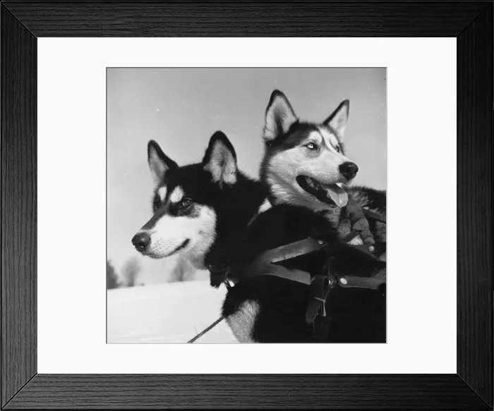 Framed Print : Lively Huskies Framed Print : Lively Huskies