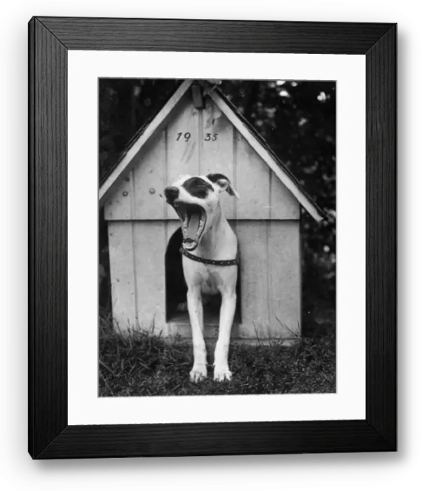 Framed Print : Dog Tired. 1935: A sleepy dog stands in the door of its kennel and yawns