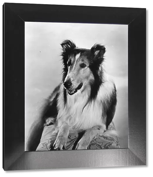 Lassie. The famous dog, Lassie, who appeared in many childrens adventure films