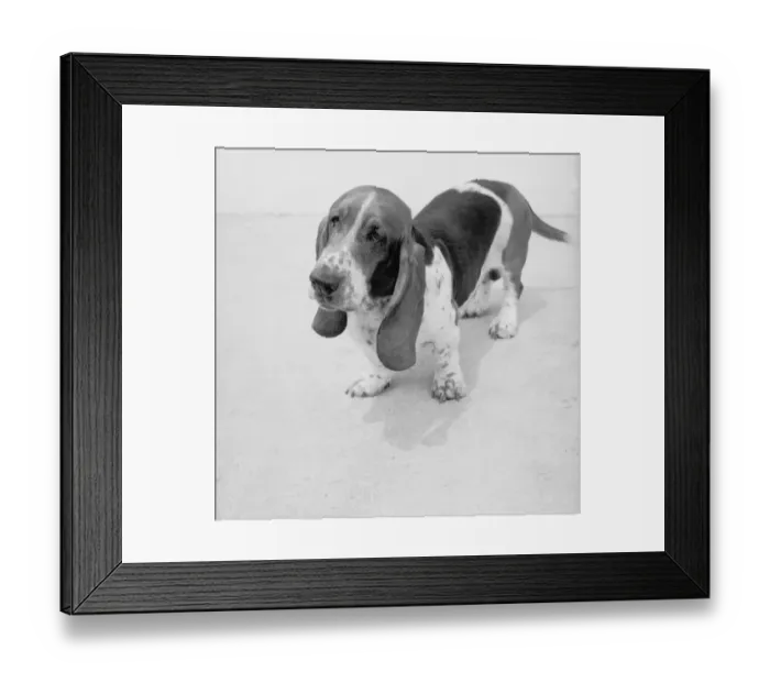 Framed Print : Cute Bassett Puppy