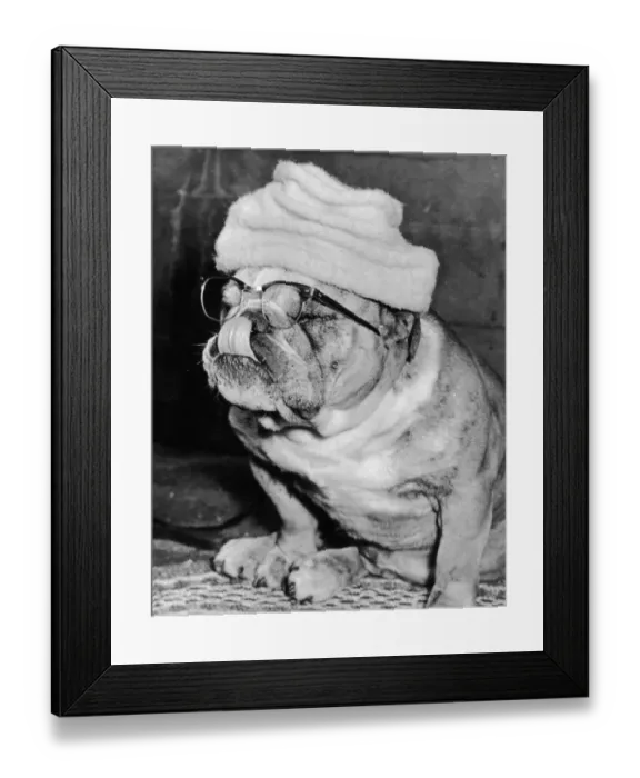 Framed Print : Dressed Up Dog Framed Print : Dressed Up Dog
