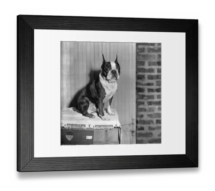 Framed Print : Boston Terrier Framed Print : Boston Terrier
