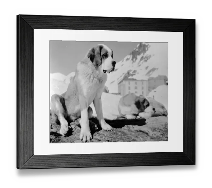 Framed Print : St Bernards Framed Print : St Bernards