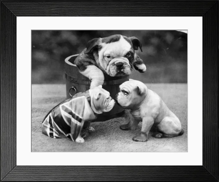 Framed Print : British Bulldog Framed Print : British Bulldog