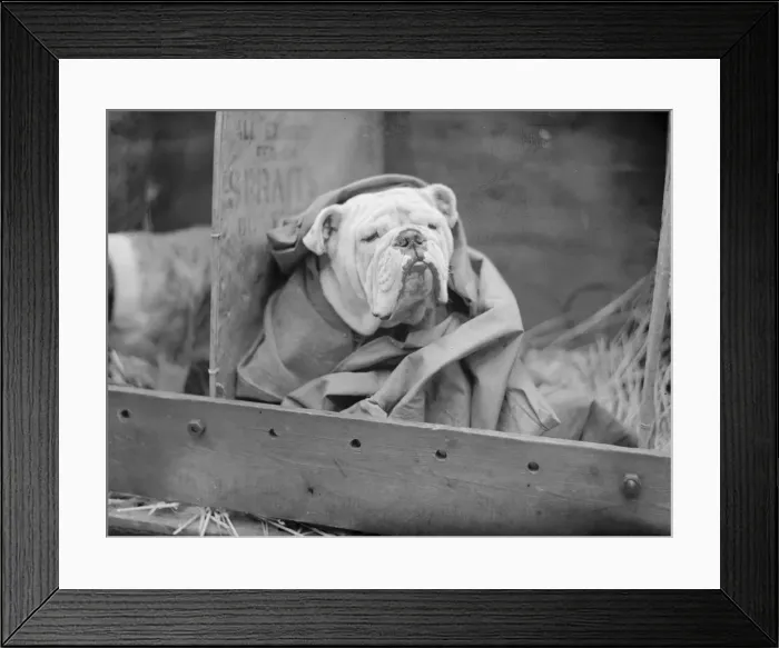 Framed Print : British Bulldog Framed Print : British Bulldog