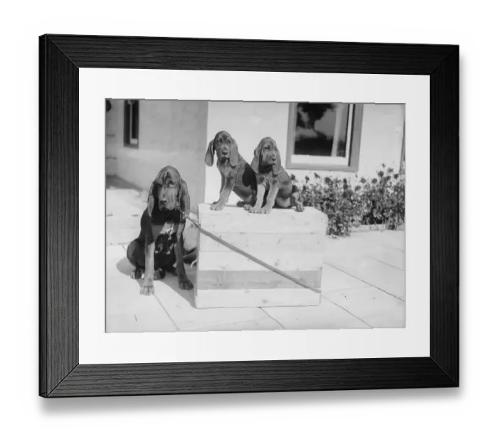 Framed Print : Bloodhound Pups Framed Print : Bloodhound Pups