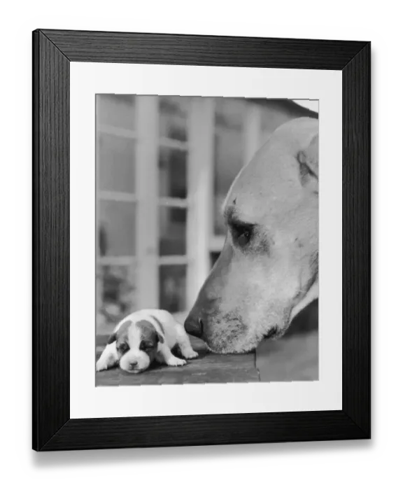 Framed Print : Dogs Dinner? Framed Print : Dogs Dinner?