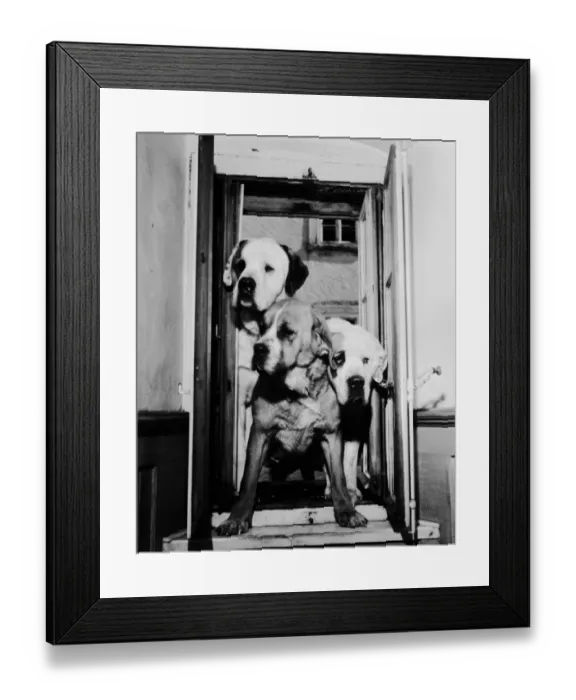 Framed Print : Dog Doorway Framed Print : Dog Doorway