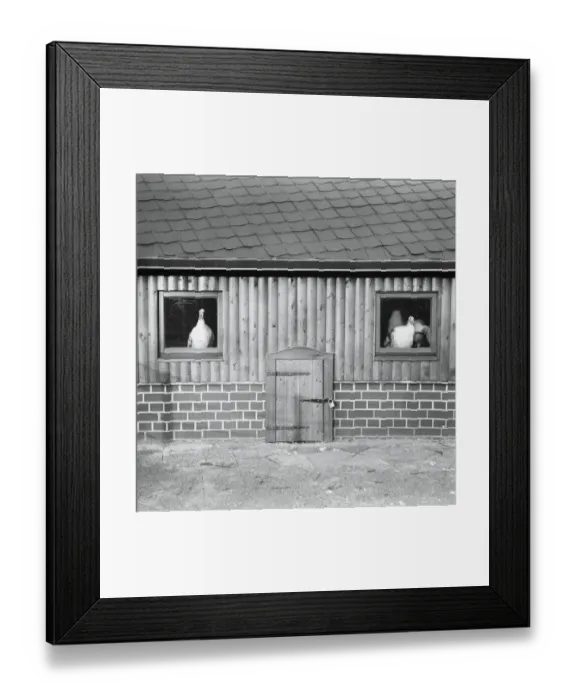 Framed Print : Two turkeys sitting in barn windows Framed Print : Two turkeys sitting in barn windows