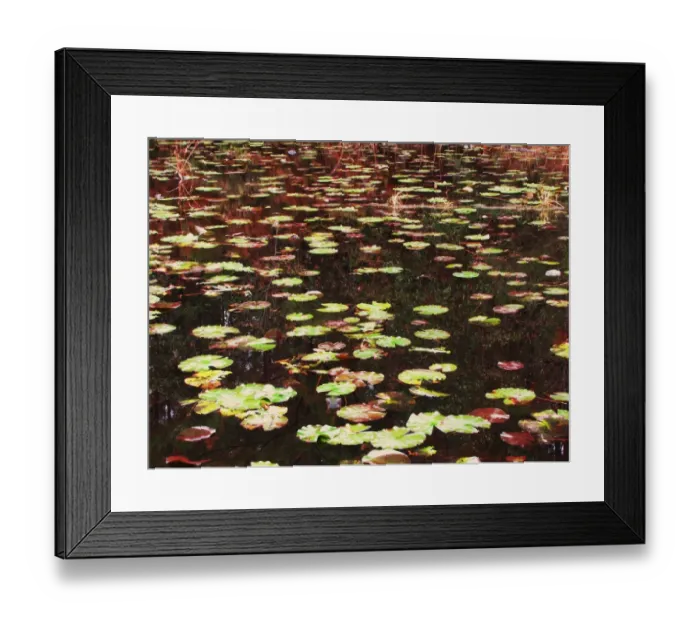 Framed Print : Lily pads in the fall Framed Print : Lily pads in the fall