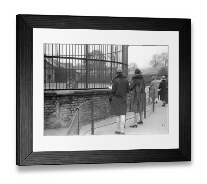 Framed Print : Lion Enclosure Framed Print : Lion Enclosure