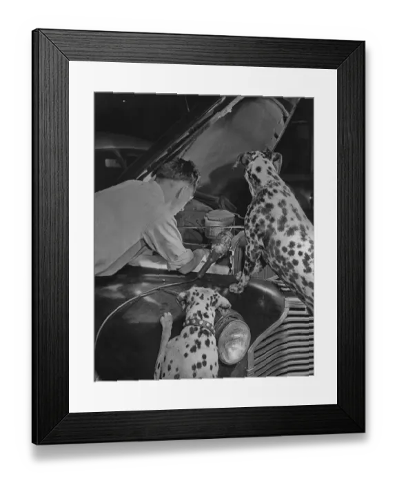 Framed Print : Dog Mechanics Framed Print : Dog Mechanics