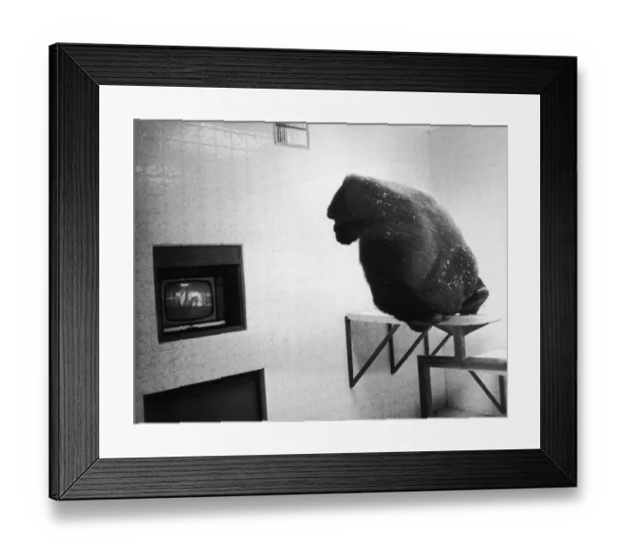 Framed Print : Bongos Colour TV Framed Print : Bongos Colour TV