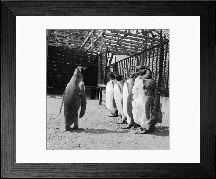 Framed Print : Penguins On Parade Framed Print : Penguins On Parade