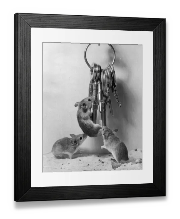 Framed Print : Pygmy Mice Framed Print : Pygmy Mice