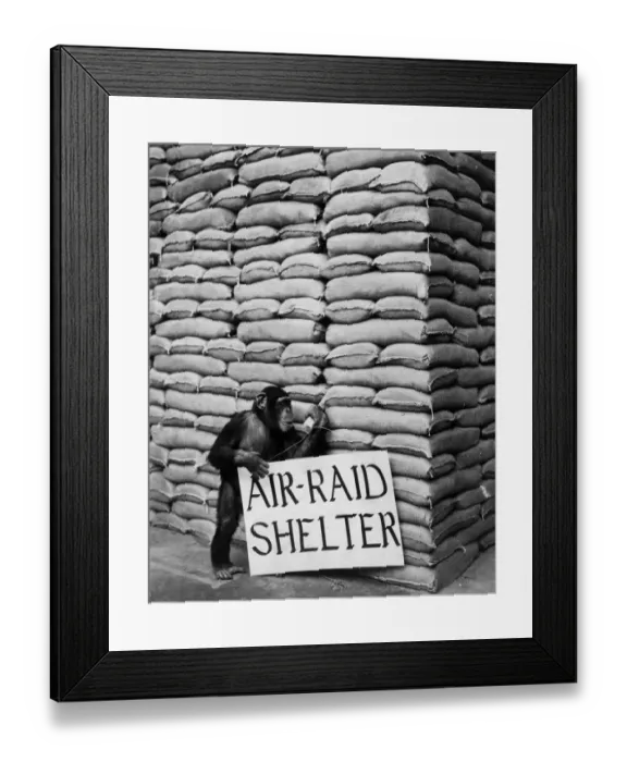 Framed Print : Air Raid Chimp Framed Print : Air Raid Chimp