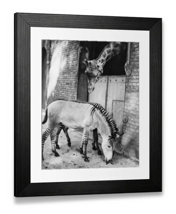 Framed Print : Hybred Donkey Framed Print : Hybred Donkey