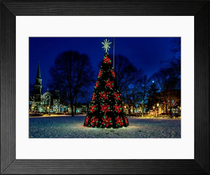 Framed Print : Christmas tree in town square at night Framed Print : Christmas tree in town square at night