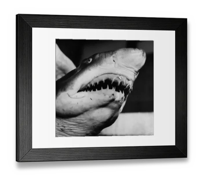 Framed Print : Shark. circa 1955: A close-up of a hungry shark at the NYC aquarium on Coney Island Framed Print : Shark. circa 1955: A close-up of a hungry shark at the NYC aquarium on Coney Island
