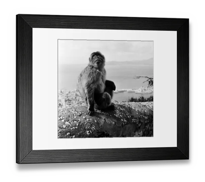 Framed Print : Barbary Ape; tailless macaque monkey, sitting on a rock above a harbour in Gibraltar Framed Print : Barbary Ape; tailless macaque monkey, sitting on a rock above a harbour in Gibraltar
