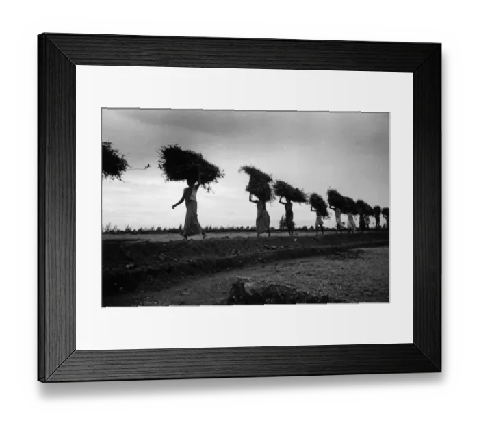 Framed Print : Rice Line; Women carrying bales of rice to the village threshing ground in Mudichur Framed Print : Rice Line; Women carrying bales of rice to the village threshing ground in Mudichur