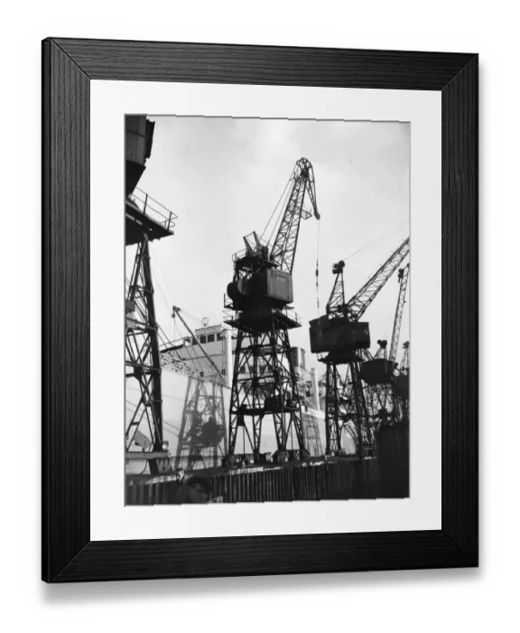 Framed Print : Goose-Necked Cranes Framed Print : Goose-Necked Cranes