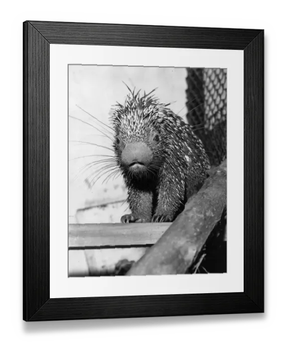 Framed Print : Spiky Porcupine Framed Print : Spiky Porcupine
