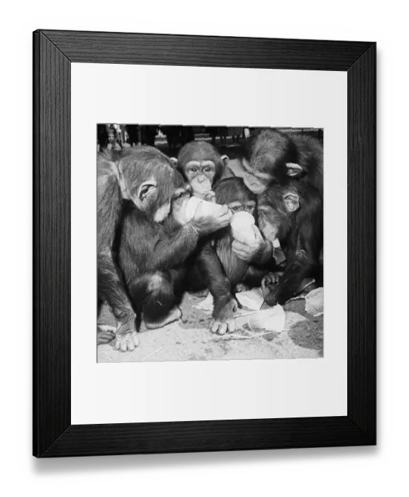 Framed Print : Paper Cup Chimps Framed Print : Paper Cup Chimps