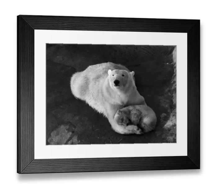 Framed Print : Cynthias Cub
