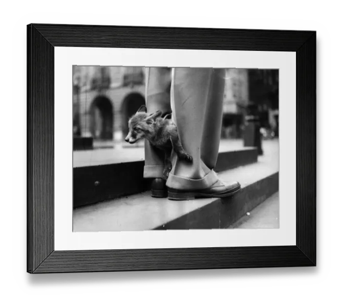 Framed Print : Foxy Trousers; Ten week-old Fox Cub Twentieth Century Fox Framed Print : Foxy Trousers; Ten week-old Fox Cub Twentieth Century Fox