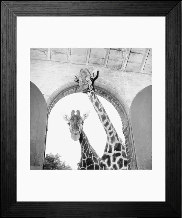 Framed Print : Tall Baby; Two giraffes at London Zoo Framed Print : Tall Baby; Two giraffes at London Zoo
