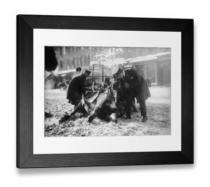 Framed Print : I Saw It Drinking; Policemen attempt to help up a horse that has collapsed due to Framed Print : I Saw It Drinking; Policemen attempt to help up a horse that has collapsed due to