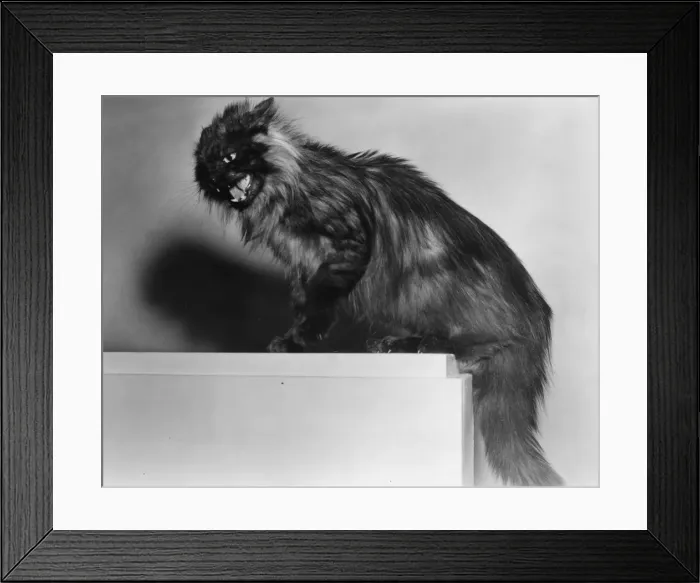 Framed Print : Cat Without Canary Framed Print : Cat Without Canary