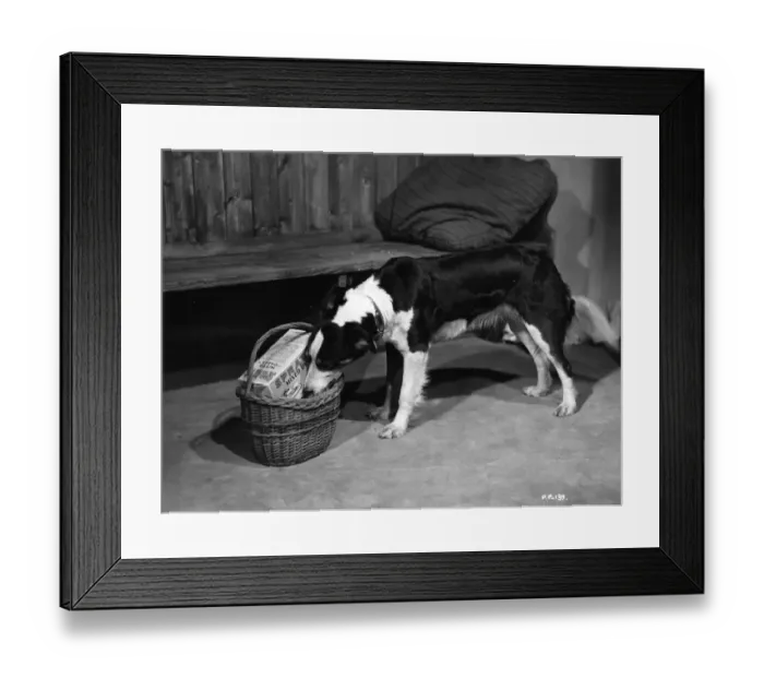 Framed Print : Owd Bob. 1938: A sheepdog helps himself to his dinner Framed Print : Owd Bob. 1938: A sheepdog helps himself to his dinner