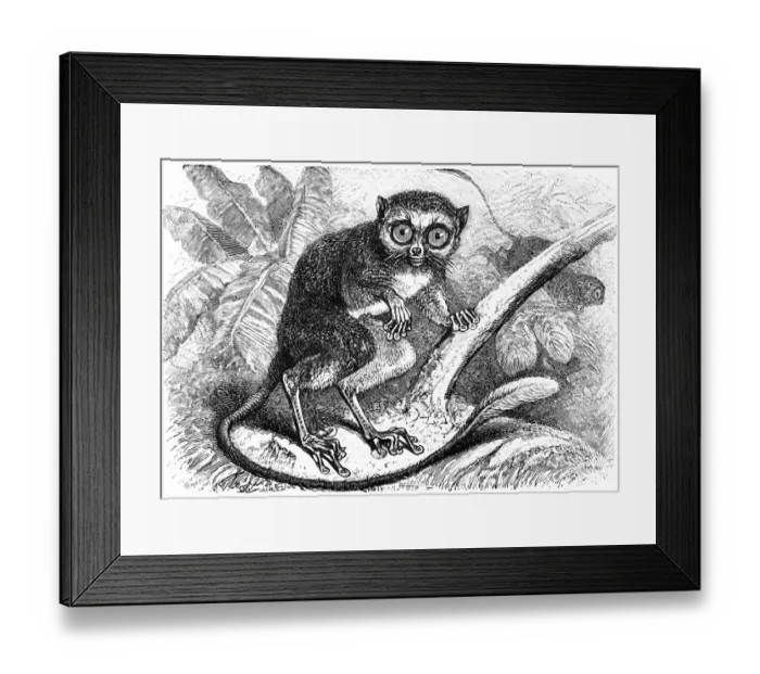 Framed Print : Spectral tarsier (Tarsius tarsier) Framed Print : Spectral tarsier (Tarsius tarsier)