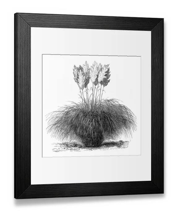 Framed Print : Cortaderia selloana (pampas grass) Framed Print : Cortaderia selloana (pampas grass)