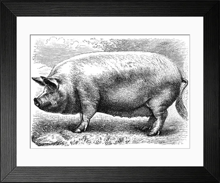 Framed Print : English pig Framed Print : English pig