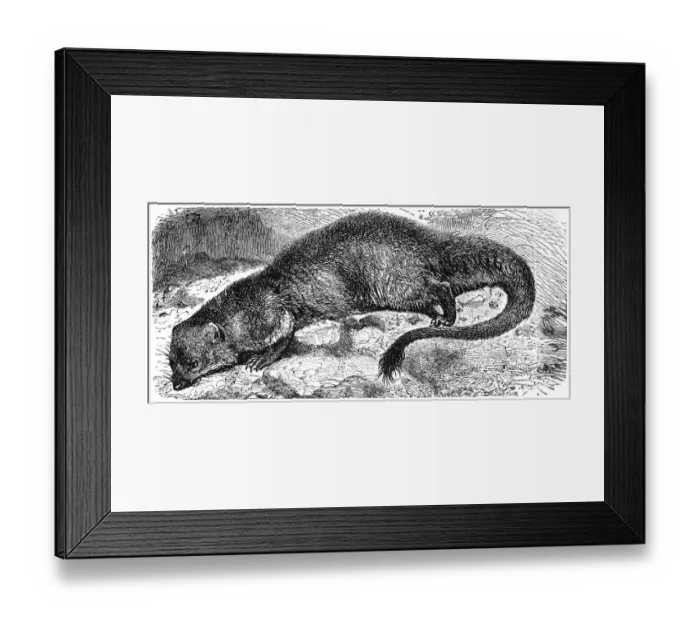 Framed Print : Egyptian mongoose (Herpestes ichneumon) Framed Print : Egyptian mongoose (Herpestes ichneumon)
