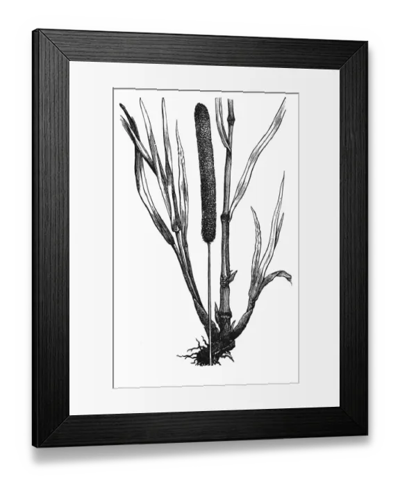 Framed Print : Timothy-grass (Phleum pratense) Framed Print : Timothy-grass (Phleum pratense)