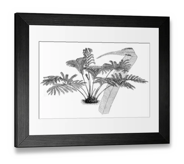 Framed Print : Angiopteris evecta, Giant Fern