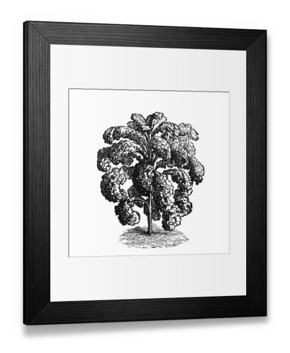 Framed Print : Tall green leaf cabbage Framed Print : Tall green leaf cabbage