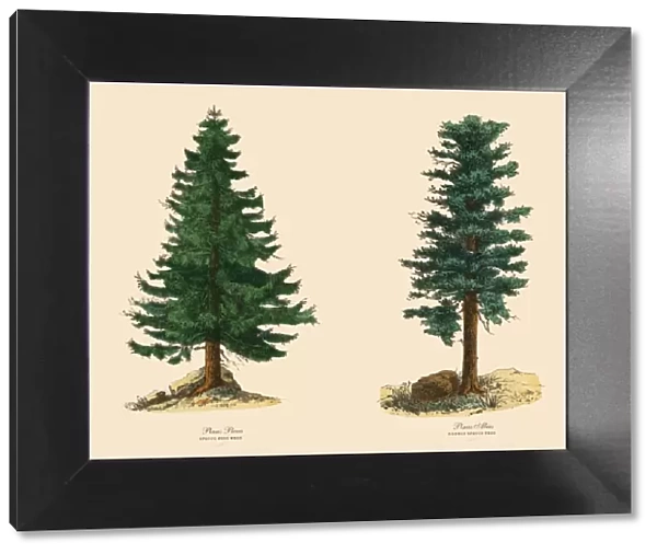 Evergreen Spruce Pine Tree and Norway Spruce, Victorian Botanical Illustration