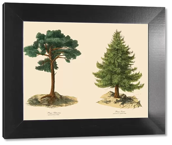 Evergreen Scotch Pine Tree and Larch, Victorian Botanical Illustration