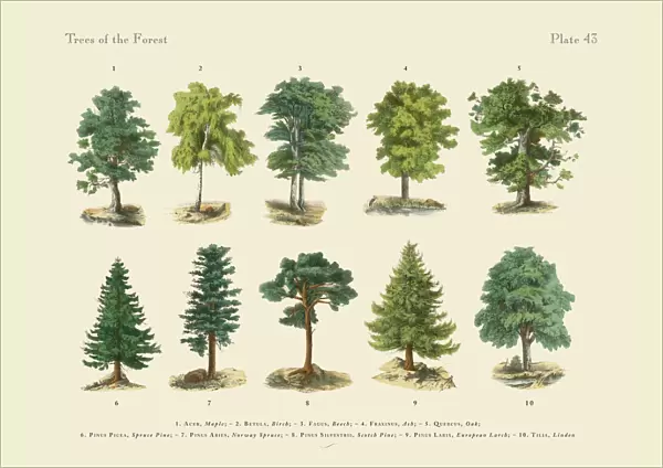 Forest Trees and Species, Victorian Botanical Illustration